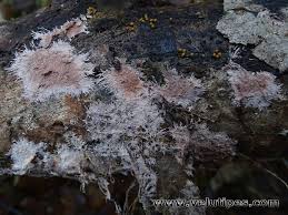 Attēlu rezultāti vaicājumam “Steccherinum fimbriatum”