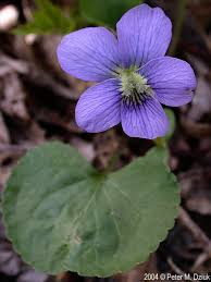 Attēlu rezultāti vaicājumam “Viola sororia flower”