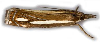 Attēlu rezultāti vaicājumam “Crambus pratella”