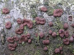 Attēlu rezultāti vaicājumam “Hypoxylon fuscum”