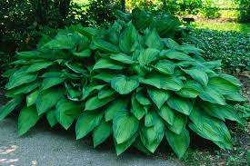 Image result for Hosta fortunei albomarginata