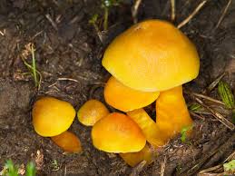 Attēlu rezultāti vaicājumam “Hygrocybe acutoconica”