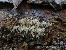 Attēlu rezultāti vaicājumam “Mucronella calva”