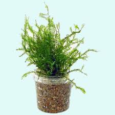 Attēlu rezultāti vaicājumam “Fontinalis antipyretica subsp. gracilis”