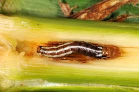 Attēlu rezultāti vaicājumam “Stemonaria irregularis”