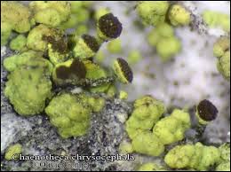 Attēlu rezultāti vaicājumam “Chaenotheca chrysocephala”