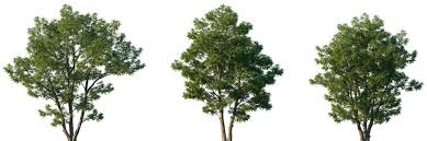 Attēlu rezultāti vaicājumam “Pterocarya fraxinifolia”