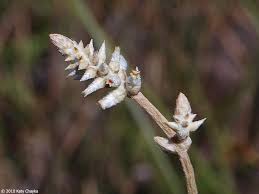 Attēlu rezultāti vaicājumam “Sclerophora farinacea”