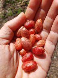 Attēlu rezultāti vaicājumam “Luzula multiflora fruit”