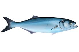 Image result for Pomatomus saltatrix