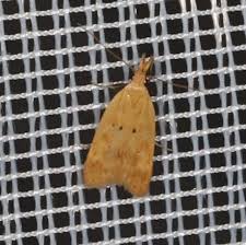 Attēlu rezultāti vaicājumam “Gelechia jakovlevi”