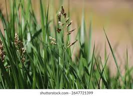 Attēlu rezultāti vaicājumam “Hierochloe odorata”