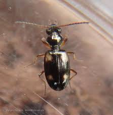 Attēlu rezultāti vaicājumam “Bembidion quadrimaculatum”