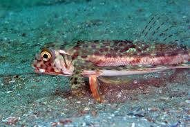 Image result for Dactylopterus volitans