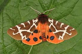 Attēlu rezultāti vaicājumam “Arctia caja imago”