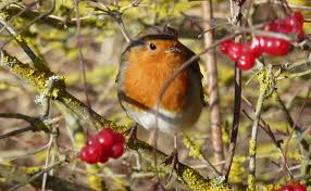 Attēlu rezultāti vaicājumam “Erithacus rubecula”