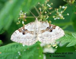 Attēlu rezultāti vaicājumam “Xanthorhoe montanata”