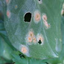 Attēlu rezultāti vaicājumam “Puccinia sessilis”