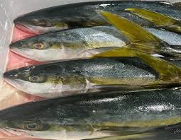 Image result for Petrus rupestris