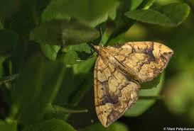 Attēlu rezultāti vaicājumam “Eulithis populata”