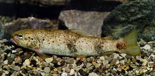 Image result for Salmo pallaryi
