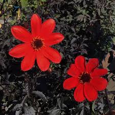 Image result for Dahlia hybrid.