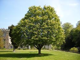 Attēlu rezultāti vaicājumam “Sorbus alnifolia”