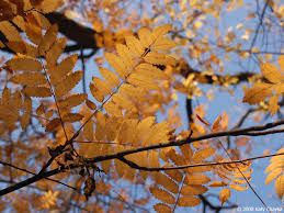 Attēlu rezultāti vaicājumam “Sorbus aucuparia”
