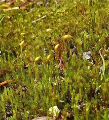 Attēlu rezultāti vaicājumam “Pohlia annotina”