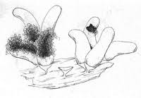 Attēlu rezultāti vaicājumam “Heterotrichia obvelata (syn. Arcyria obvelata) young”