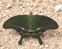 Attēlu rezultāti vaicājumam “Inachis io upperside”