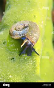 Attēlu rezultāti vaicājumam “Planorbis planorbis”