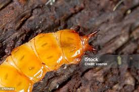 Attēlu rezultāti vaicājumam “Cucujus cinnaberinus”