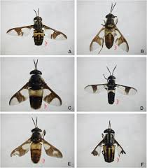 Attēlu rezultāti vaicājumam “Chrysops”