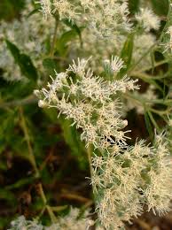 Attēlu rezultāti vaicājumam “Enteridium corticatum sessile”