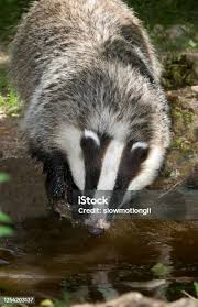 Attēlu rezultāti vaicājumam “Meles meles adult”