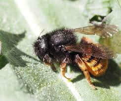 Attēlu rezultāti vaicājumam “Osmia bicolor”