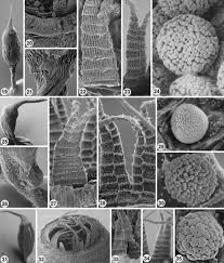 Attēlu rezultāti vaicājumam “Dicranella heteromalla sporophyte”