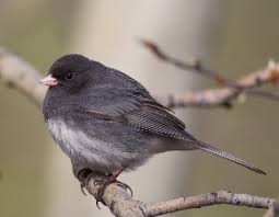Image result for Junco hyemalis