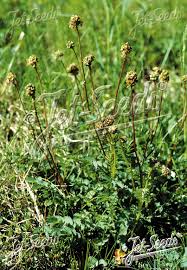 Image result for Sanguisorba minor