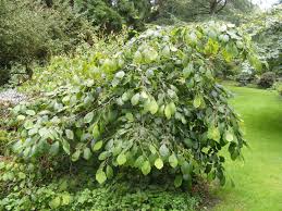 Attēlu rezultāti vaicājumam “Hamamelis virginiana”