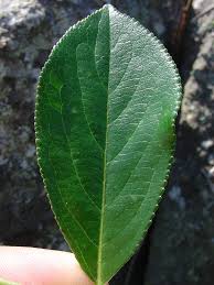 Attēlu rezultāti vaicājumam “Aronia melanocarpa leaf”