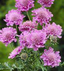 Image result for Scabiosa columbaria