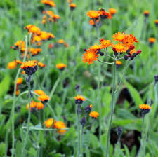 Attēlu rezultāti vaicājumam “Pilosella aurantiaca flower”