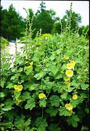Image result for Alcea rugosa