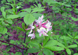 Attēlu rezultāti vaicājumam “Rhododendron periclymenoides flower”
