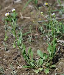 Attēlu rezultāti vaicājumam “Erigeron annuus”