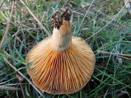 Attēlu rezultāti vaicājumam “Lactarius deterrimus”