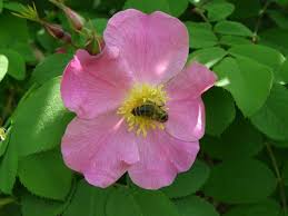 Attēlu rezultāti vaicājumam “Rosa glabrifolia”