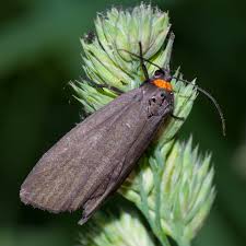 Attēlu rezultāti vaicājumam “Atolmis rubricollis”